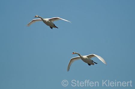 022 Höckerschwäne im Flug (Cygnus olor)